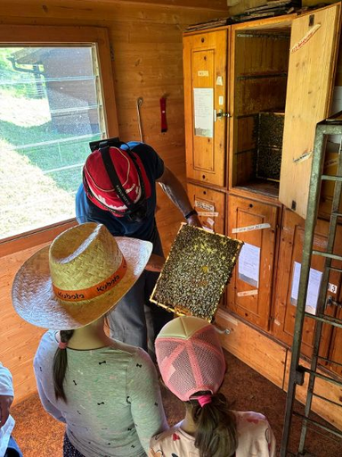 Faszination der Bienen