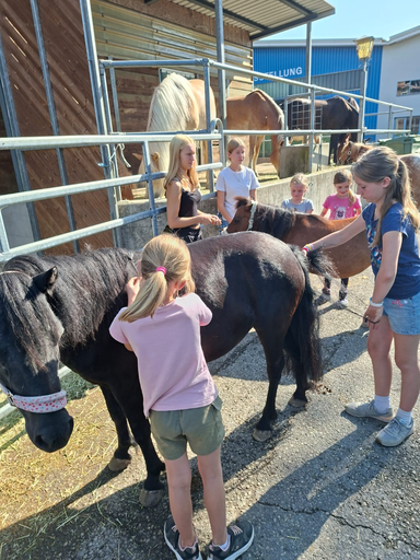 Rund ums Pony