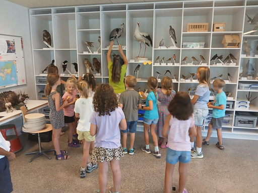 Erforsche die Vogelwelt