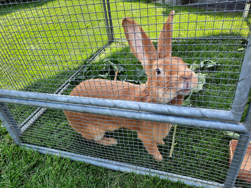 Besuch beim Kaninchenzüchter - Gruppe 2