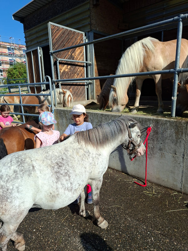 Rund ums Pony