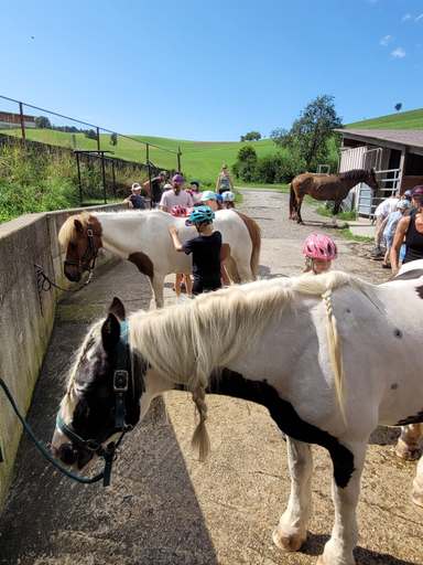 Rund ums Pony!