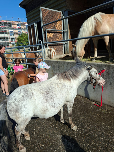 Rund ums Pony