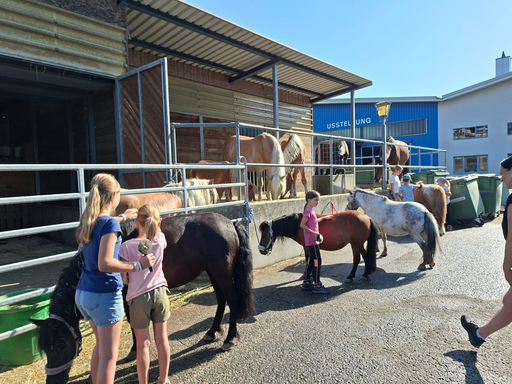 Rund ums Pony