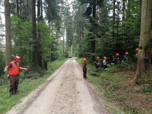 Baum fällen mit dem Förster