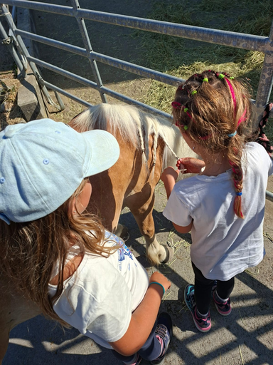Rund ums Pony