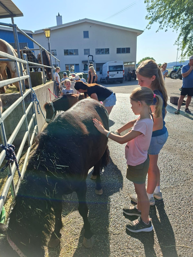 Rund ums Pony