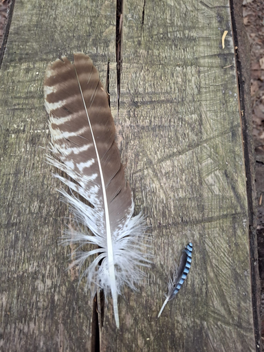 Abenteuer Wald Werkstatt