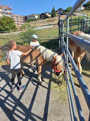 Rund ums Pony