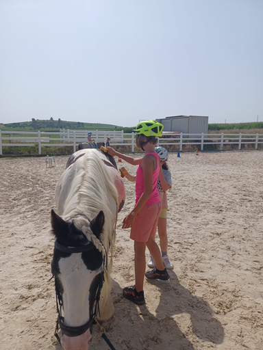 Rund ums Pony!